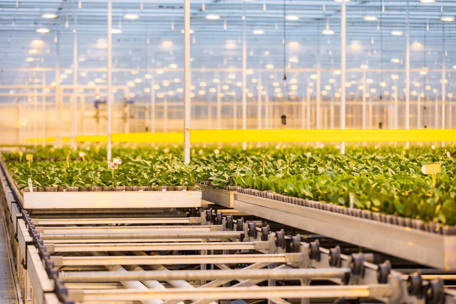 Geest Potplanten